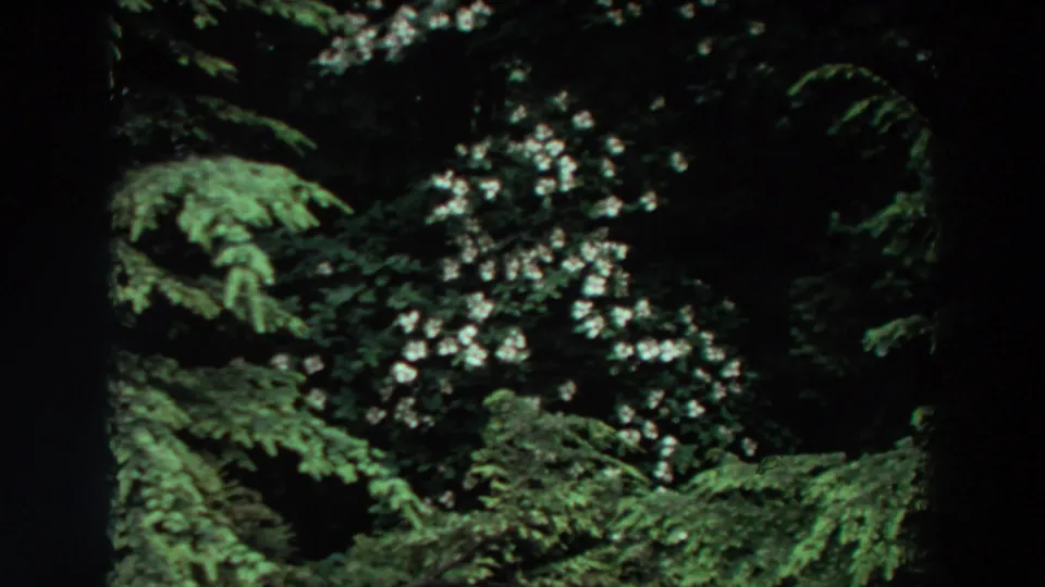 1964 Washington 8mm frame of a white flowering shrub among dense evergreen branches and dark forest shade.