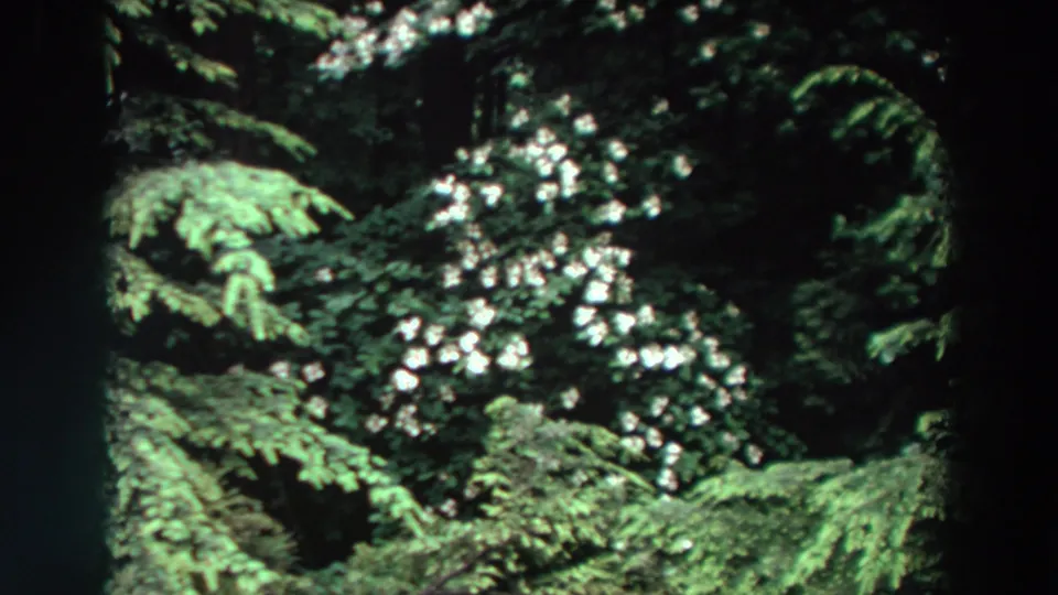 A close view of white blossoms and evergreen foliage closes the Washington nature clip on soft, grainy 8mm film.