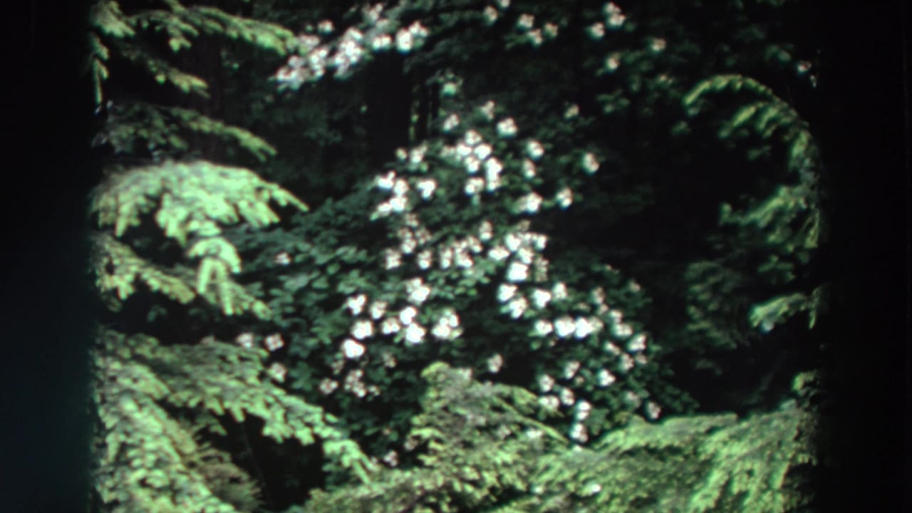 1964 Washington 8mm frame showing shaded evergreen branches, white flower clusters, and soft sunlight in a dense forest.