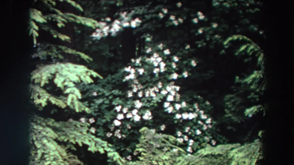 1964 Washington home-movie frame with white blossoms set against layered green evergreen boughs and deep forest shadow.