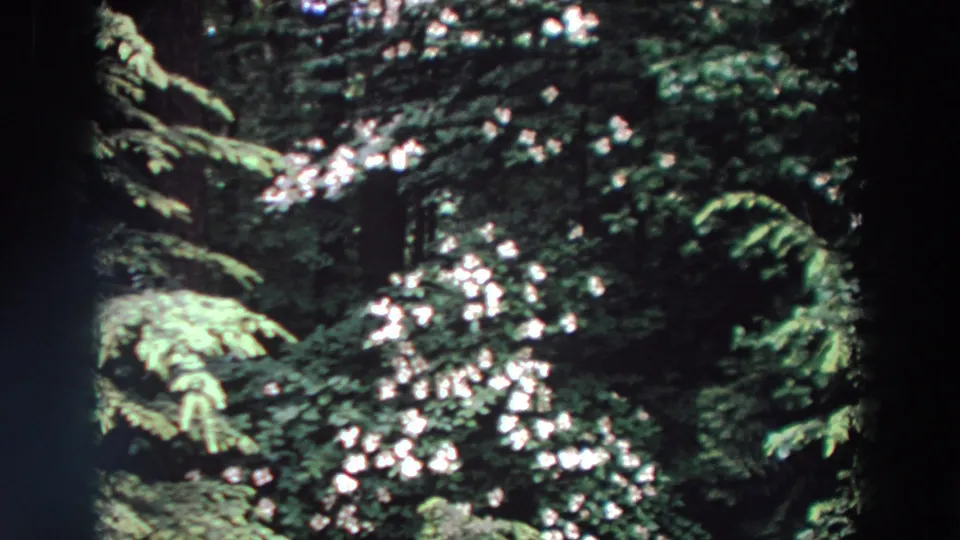 1964 Washington 8mm footage frame showing a darker section of forest, white blossoms, and overlapping evergreen branches.
