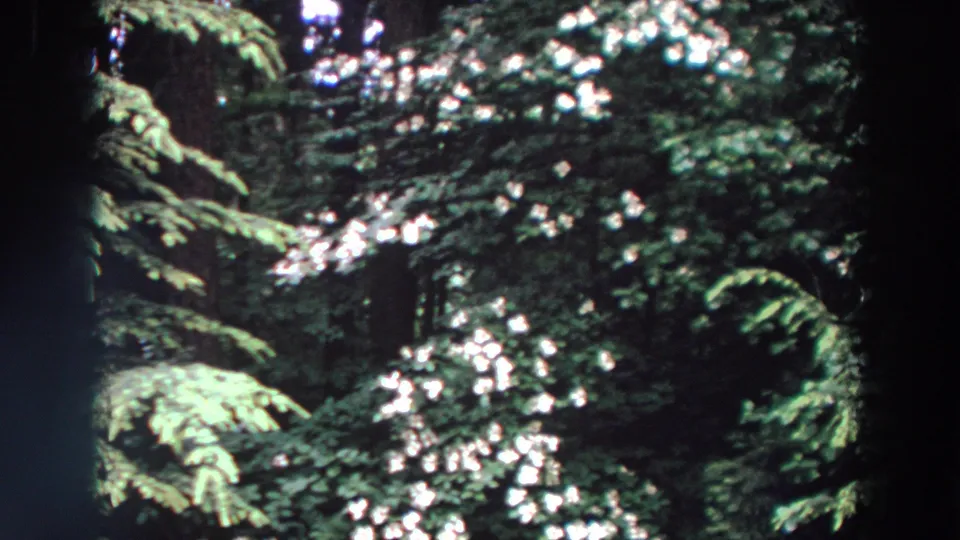 1964 Washington home-movie frame with sunlit white blossoms surrounded by soft-focus evergreen branches and dark woodland shadows.