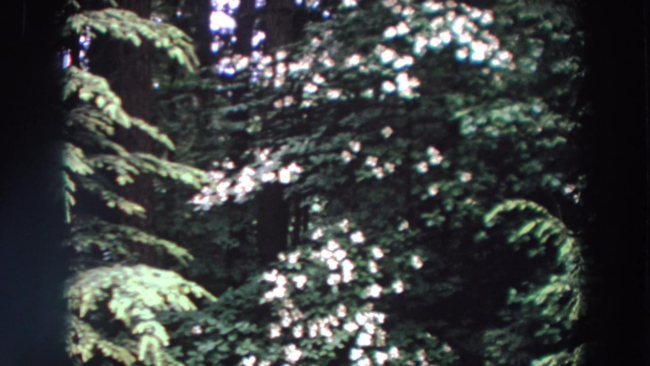 Evergreen forest foliage with white flowers and dark tree trunks.