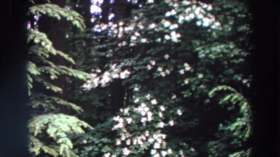 1964 Washington 8mm frame showing evergreen branches, white blossoms, and shaded tree trunks in a dense forest.
