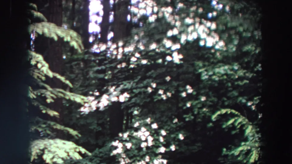 1964 Washington home-movie frame of conifer foliage, small white blossoms, and vertical trunks under filtered light.