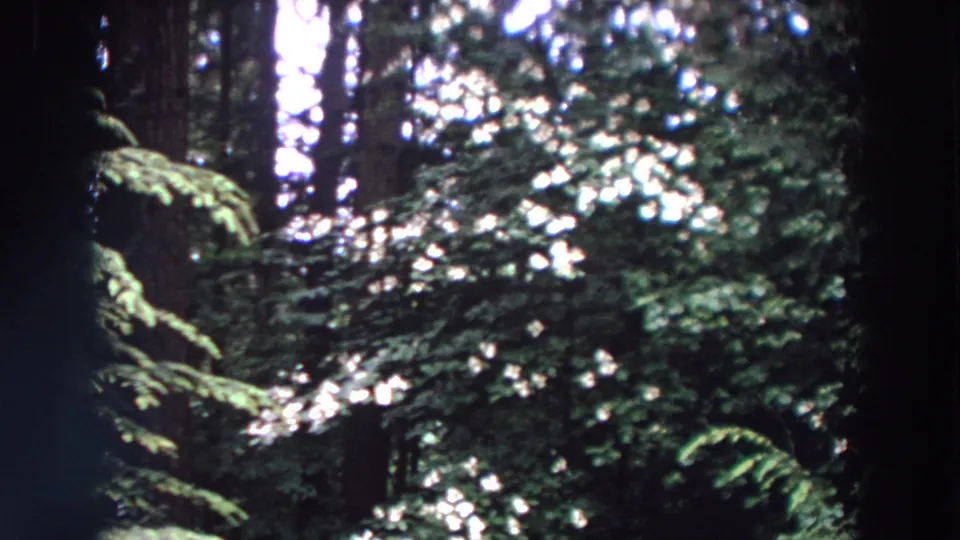 1964 Washington 8mm frame showing white flower clusters set against evergreen branches and dark woodland trunks.