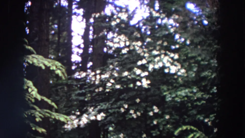 1964 Washington home-movie frame of an evergreen forest with bright white blossoms and sunlit foliage patches.