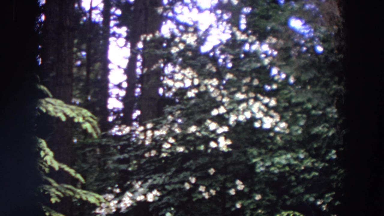 1964 Washington 8mm frame showing tall trees, shadowed trunks, leafy understory, and bright sunlight filtering through the forest canopy.
