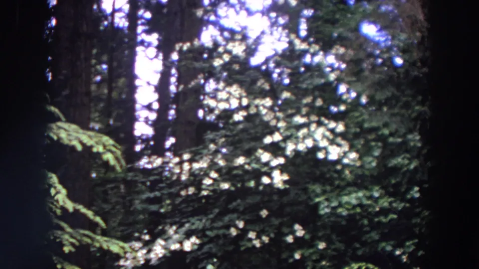 1964 Washington 8mm frame showing tall trees, shadowed trunks, leafy understory, and bright sunlight filtering through the forest canopy.
