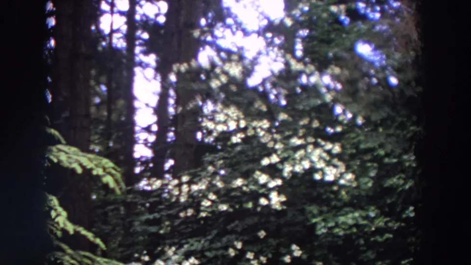 1964 Washington 8mm frame with dark vertical trunks, dense green leaves, and overexposed patches of sunlight in a wooded setting.