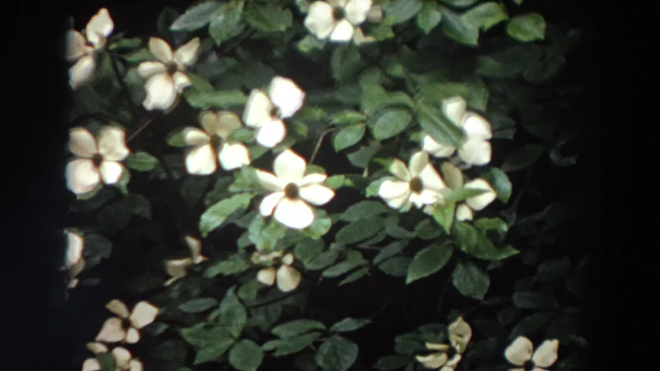 1964 Washington 8mm close-up of white blossoms and green leaves, with soft focus and dark frame borders from the home-movie scan.