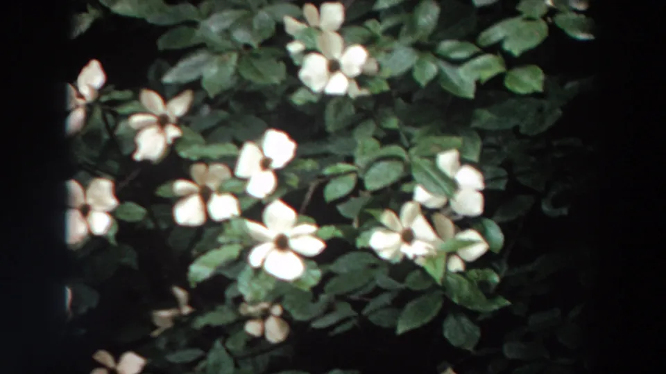 1964 Washington 8mm close-up showing several pale white flowers among dense green foliage, with uneven exposure and home-movie grain.