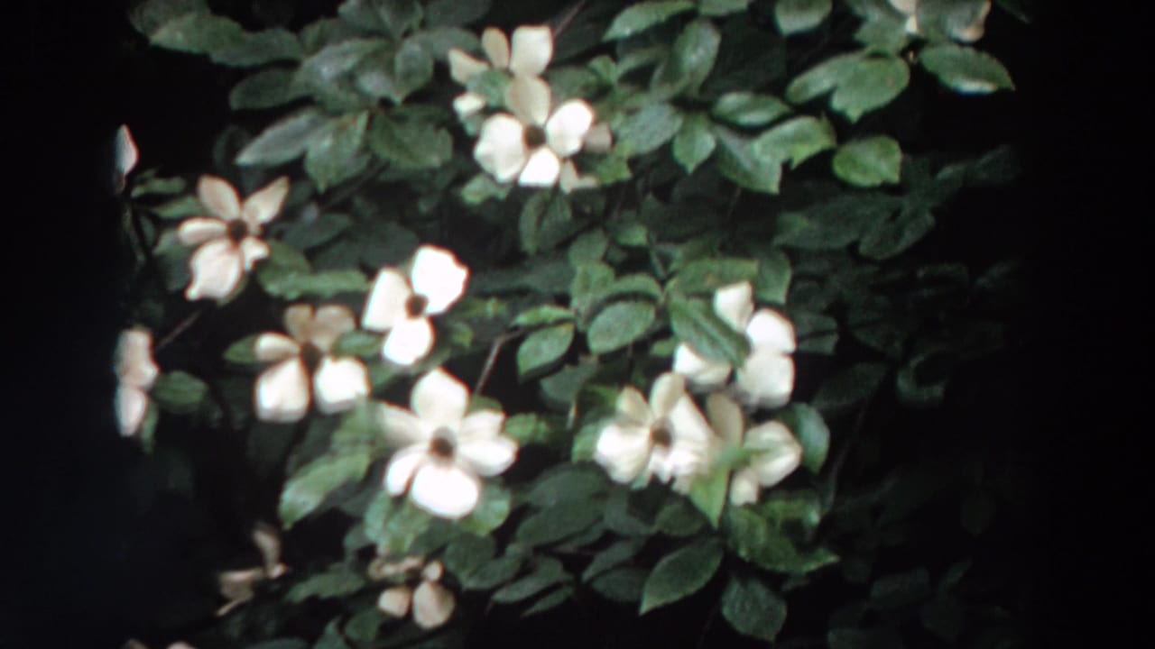 White dogwood flowers and green leaves in a soft 1964 Washington 8mm home-movie close-up.