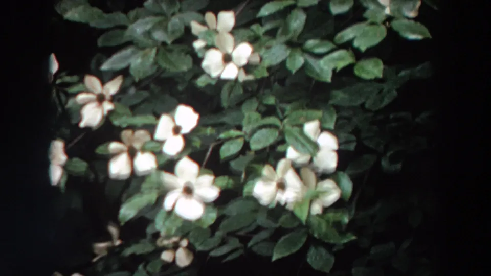 White dogwood flowers and green leaves in a soft 1964 Washington 8mm home-movie close-up.