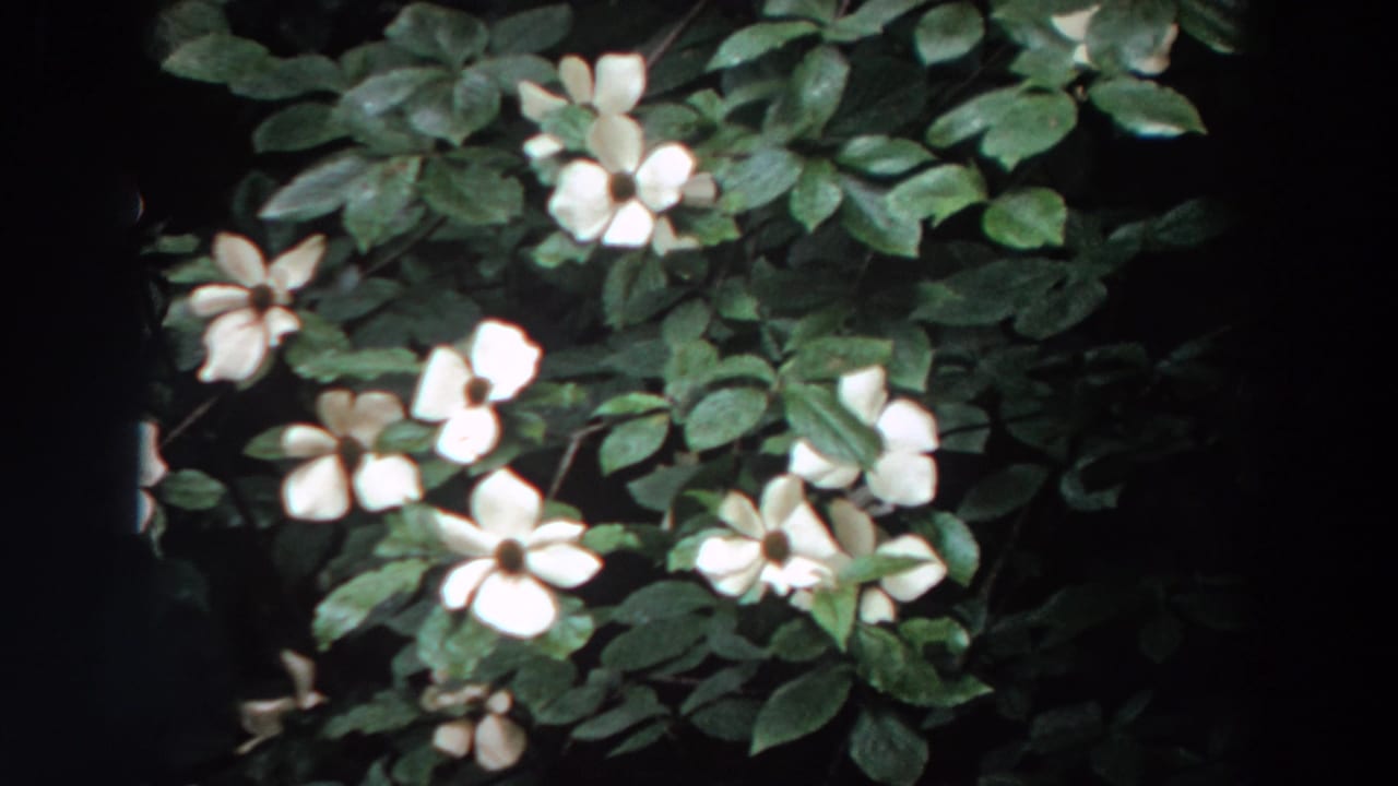 Clustered white blossoms and green foliage in soft focus.