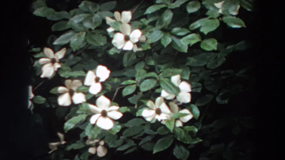 Close view of white dogwood blossoms and layered green leaves from the 1964 Washington 8mm footage.
