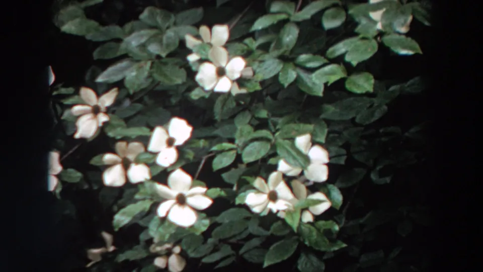 White dogwood flowers sit among glossy green leaves in this Washington 1964 home-movie frame.