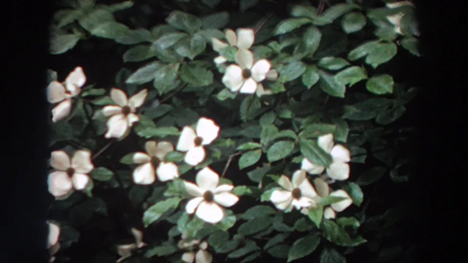 A final close-up frame shows white dogwood blossoms and green leaves in 1964 Washington footage.