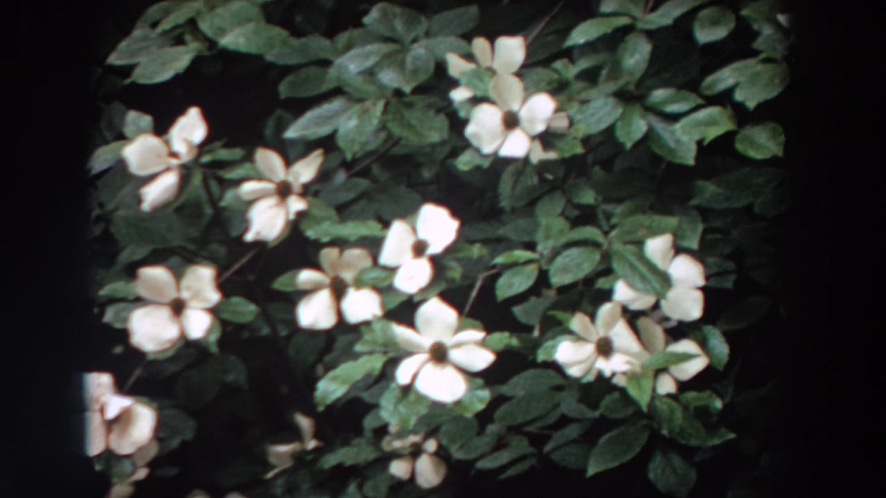 White dogwood blossoms among dense green leaves in a 1964 Washington 8mm home-movie frame.