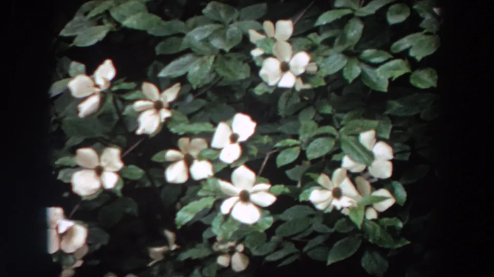 White dogwood blossoms among dense green leaves in a 1964 Washington 8mm home-movie frame.