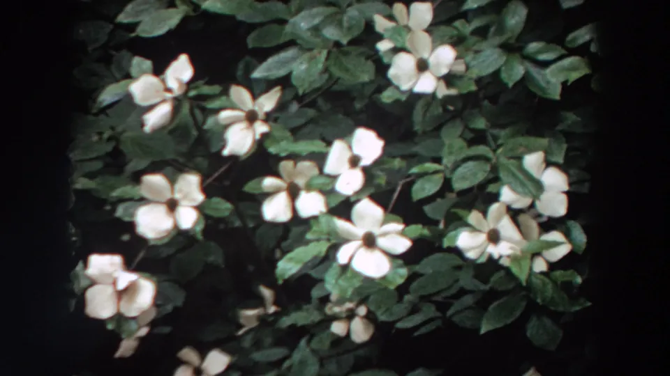 Close view of white flowering branches and leaves, consistent with the clip's 1964 Washington home-movie metadata.