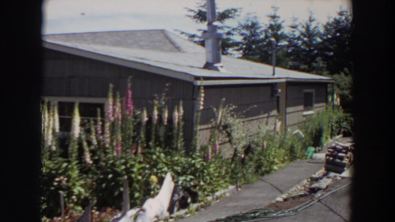 1964 Washington backyard view with a house exterior, tall flowering plants, concrete path, garden hose, stacked firewood, and shed area.
