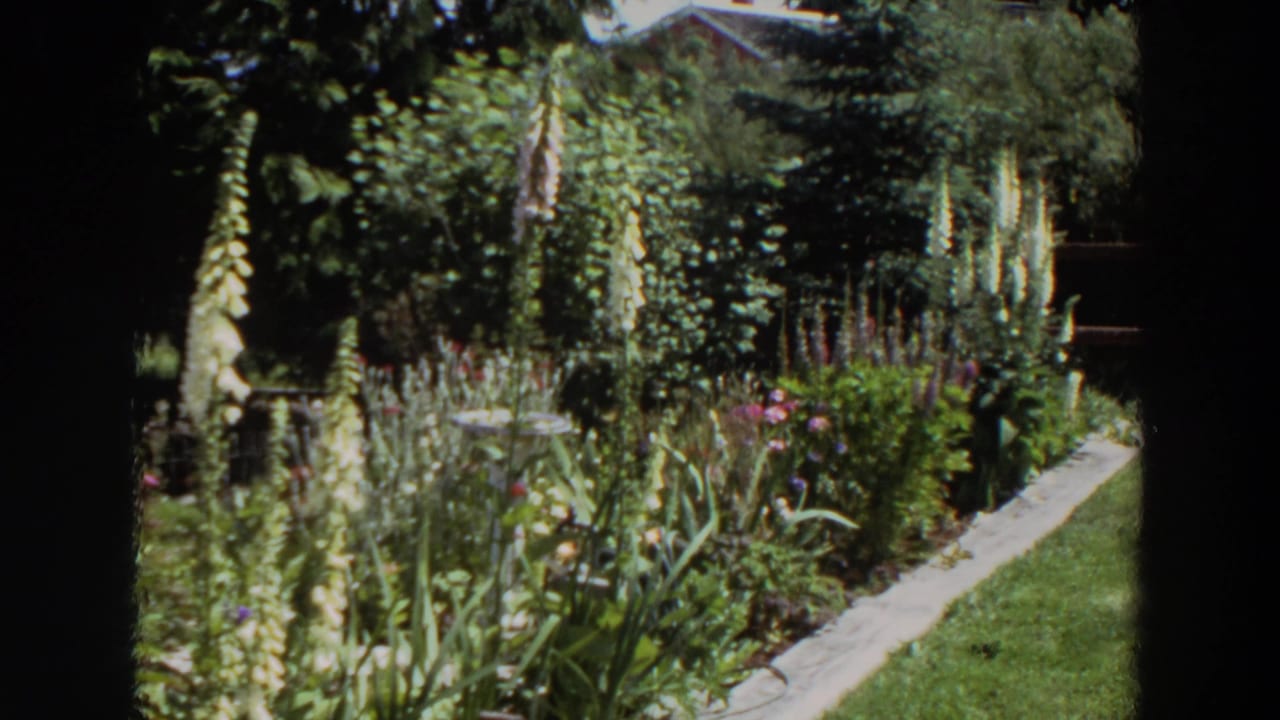 Dense garden beside a house with tall flower stalks, leafy beds, a concrete path, and a small birdbath.