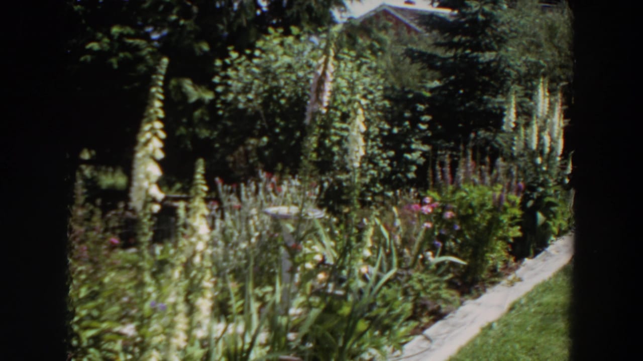 1964 Washington garden view showing tall pale flowers, leafy planting beds, a narrow concrete path, and a residential house partly obscured by greenery.