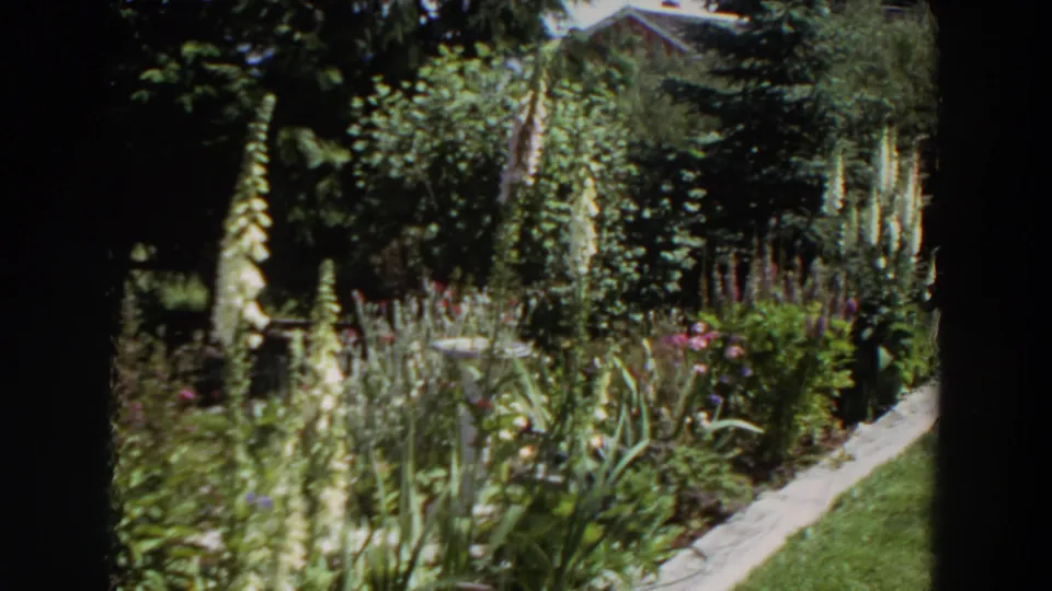 1964 Washington garden view showing tall pale flowers, leafy planting beds, a narrow concrete path, and a residential house partly obscured by greenery.
