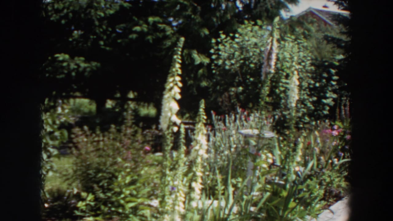 1964 Washington home-movie frame with tall garden flowers, leafy beds, a white birdbath, shrubs, and a concrete path near a residential exterior.