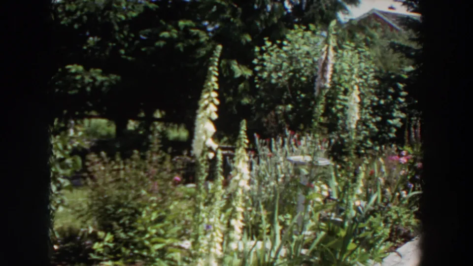 1964 Washington home-movie frame with tall garden flowers, leafy beds, a white birdbath, shrubs, and a concrete path near a residential exterior.