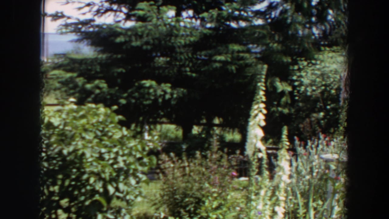 1964 Washington residential garden frame with evergreen branches, tall pale flower stalks, thick shrubs, and a path partly visible along the edge.