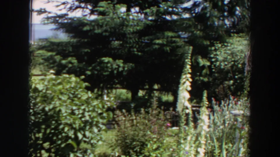 1964 Washington residential garden frame with evergreen branches, tall pale flower stalks, thick shrubs, and a path partly visible along the edge.