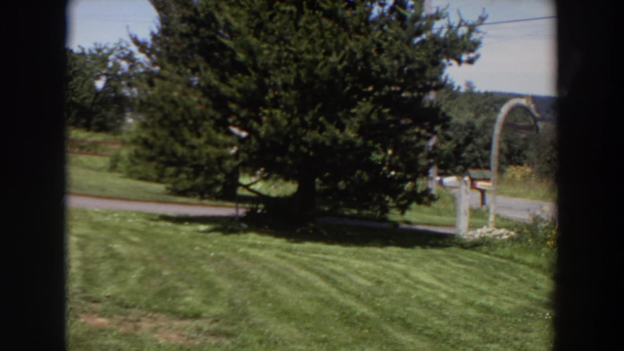 View through a window toward a sunny lawn, evergreen tree, road edge, and arched mailbox post.
