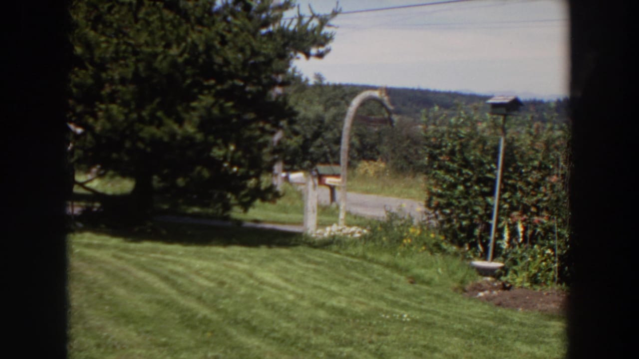 1964 Washington yard view with a striped lawn, evergreen tree, hedge, mailbox post, and a small animal-like shape near the grass edge.