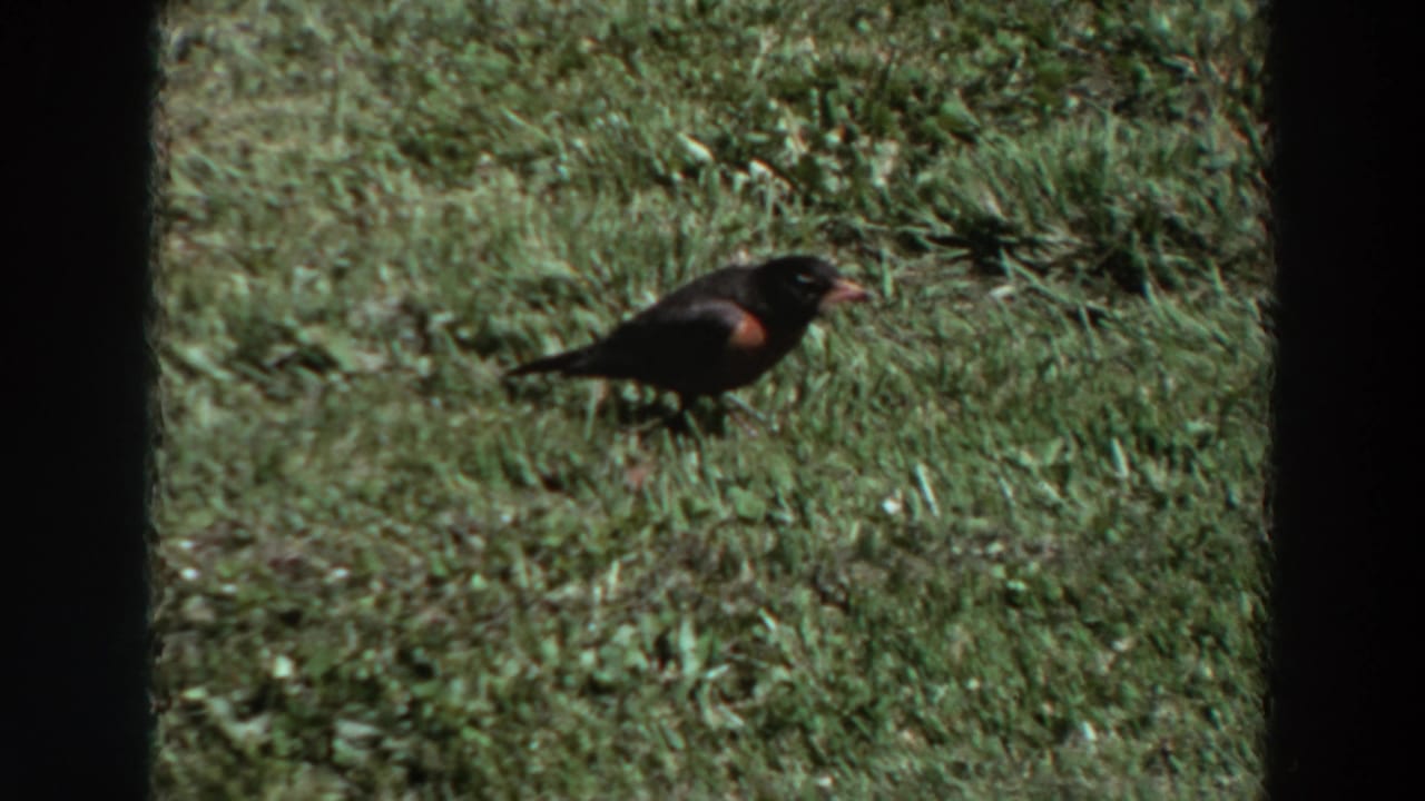 Close 1964 Washington home-movie cutaway of a small dark bird, possibly a robin, standing in sunlit grass.
