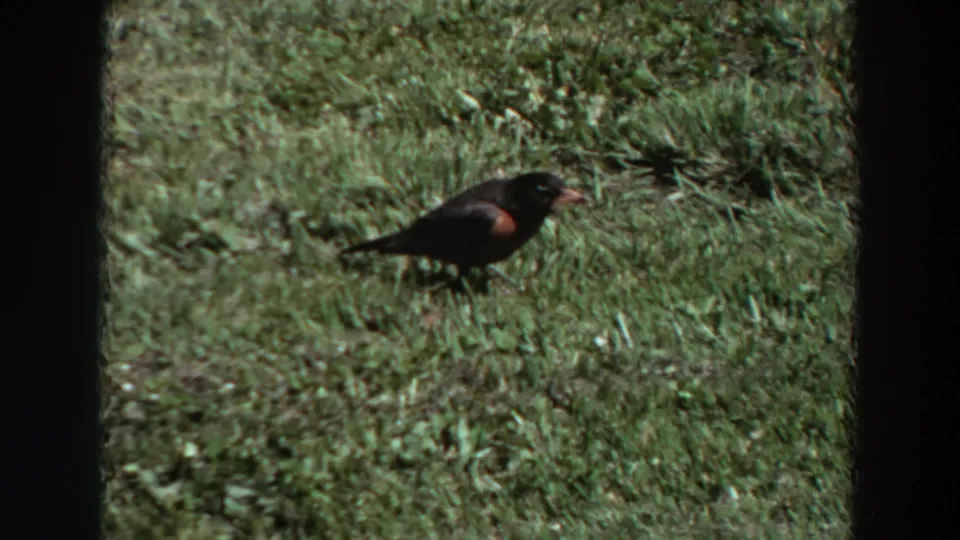Close 1964 Washington home-movie cutaway of a small dark bird, possibly a robin, standing in sunlit grass.