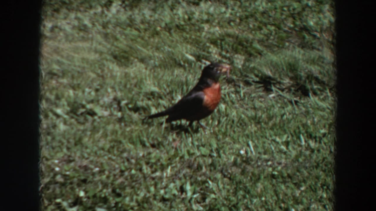 Robin standing in grass with an insect in its beak.