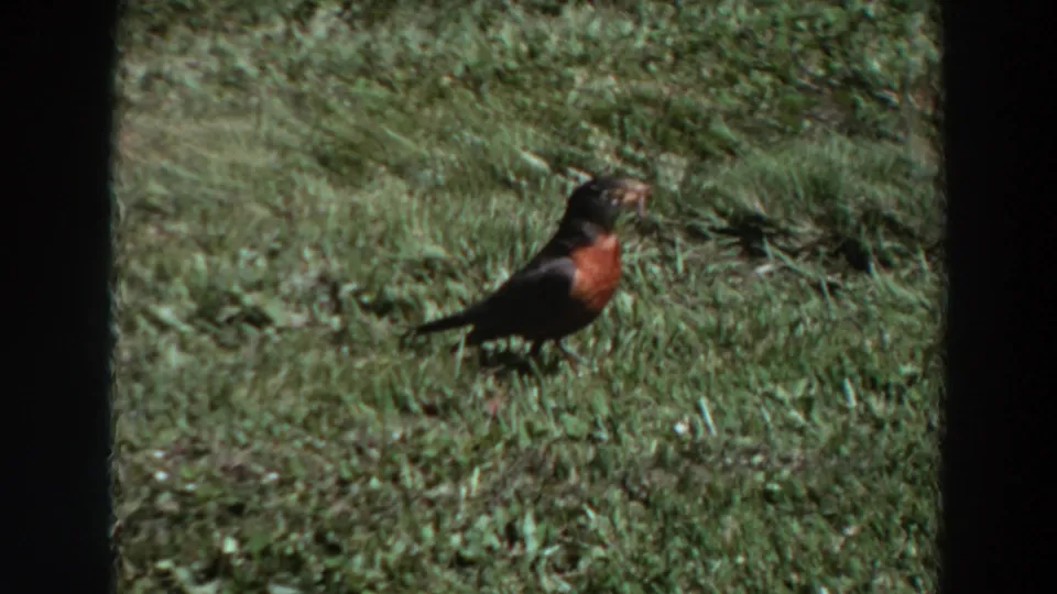 1964 Washington 8mm frame showing a robin on a grassy lawn with an insect held in its beak.