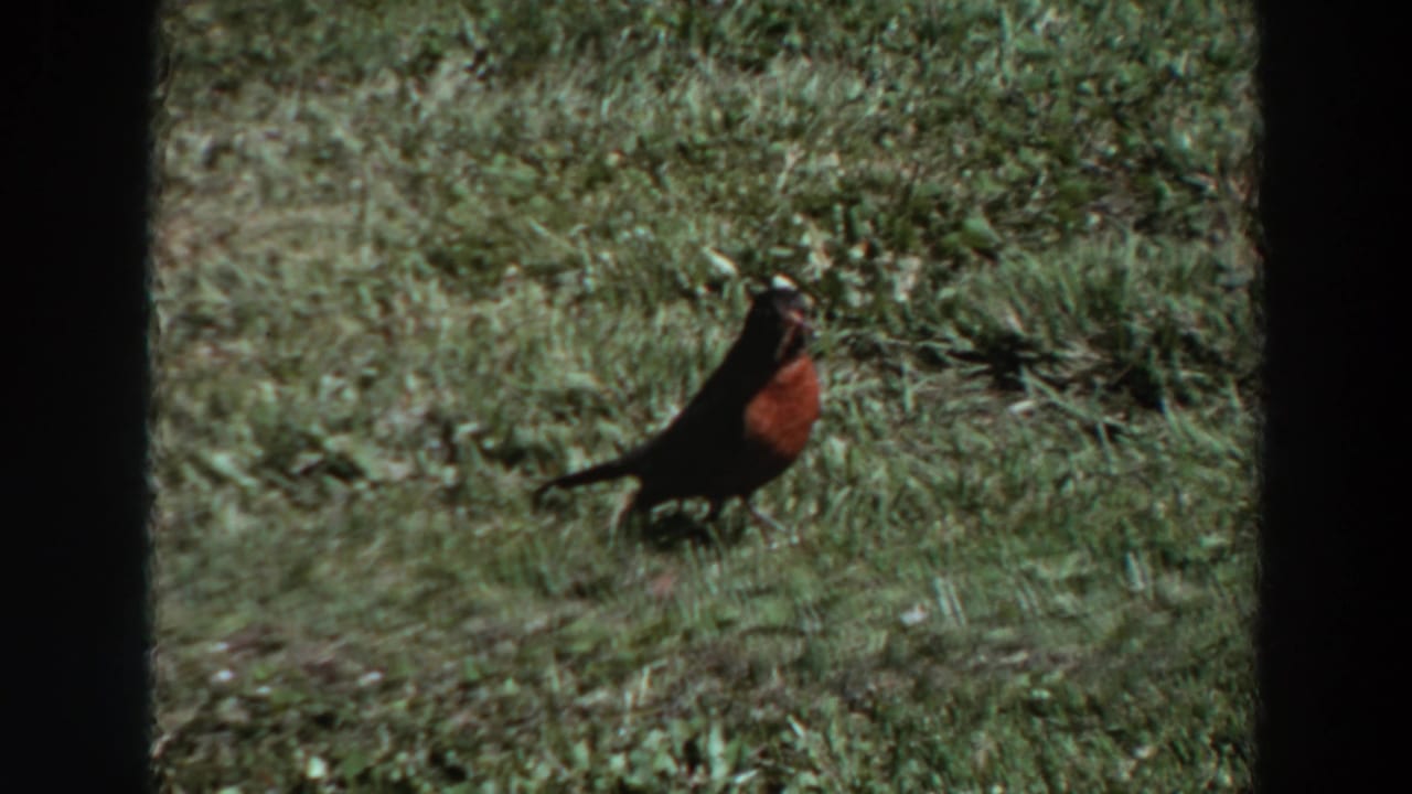 Robin on a sunlit grassy lawn in Washington, 1964, facing the camera with a small insect in its beak.
