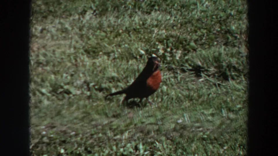 Robin on a sunlit grassy lawn in Washington, 1964, facing the camera with a small insect in its beak.