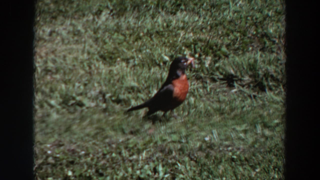 Profile view of a robin in 1964 Washington home-movie footage, standing in grass with an insect in its beak.
