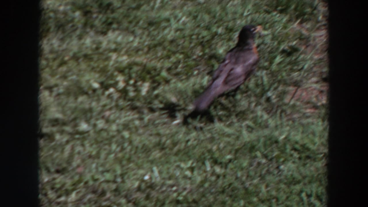 A robin turns away across the grassy lawn in a soft 1964 Washington 8mm frame.