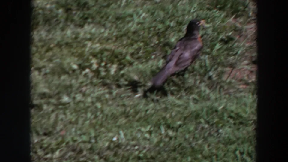 A robin turns away across the grassy lawn in a soft 1964 Washington 8mm frame.