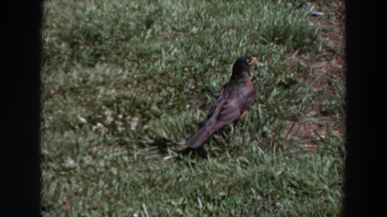 A dark-headed bird, likely a robin, pauses on a Washington lawn in 1964 home-movie footage.
