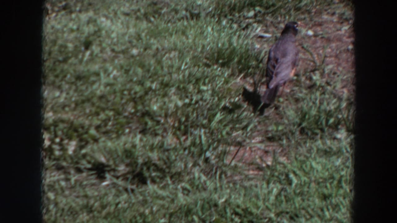 A bird stands on patchy grass in a quiet yard scene from 1964 Washington 8mm footage.