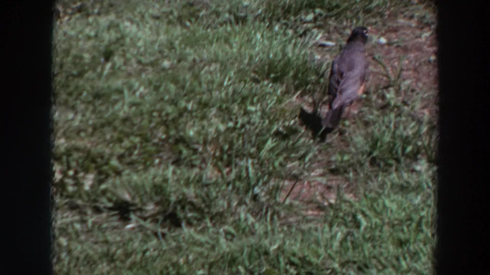 A bird stands on patchy grass in a quiet yard scene from 1964 Washington 8mm footage.