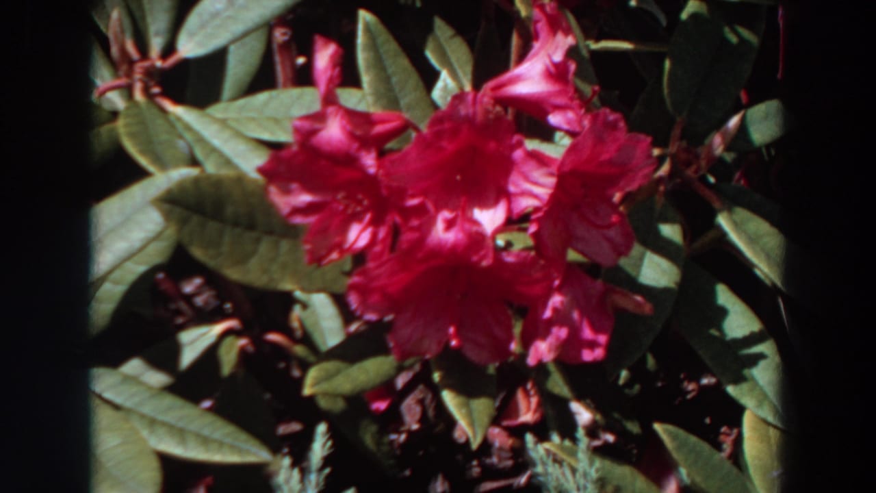 Pink rhododendron-like blossoms fill the frame among glossy leaves in 1964 Washington home-movie footage.