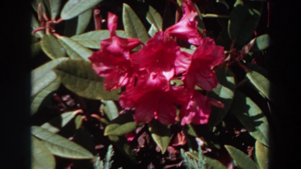 Pink rhododendron-like blossoms fill the frame among glossy leaves in 1964 Washington home-movie footage.