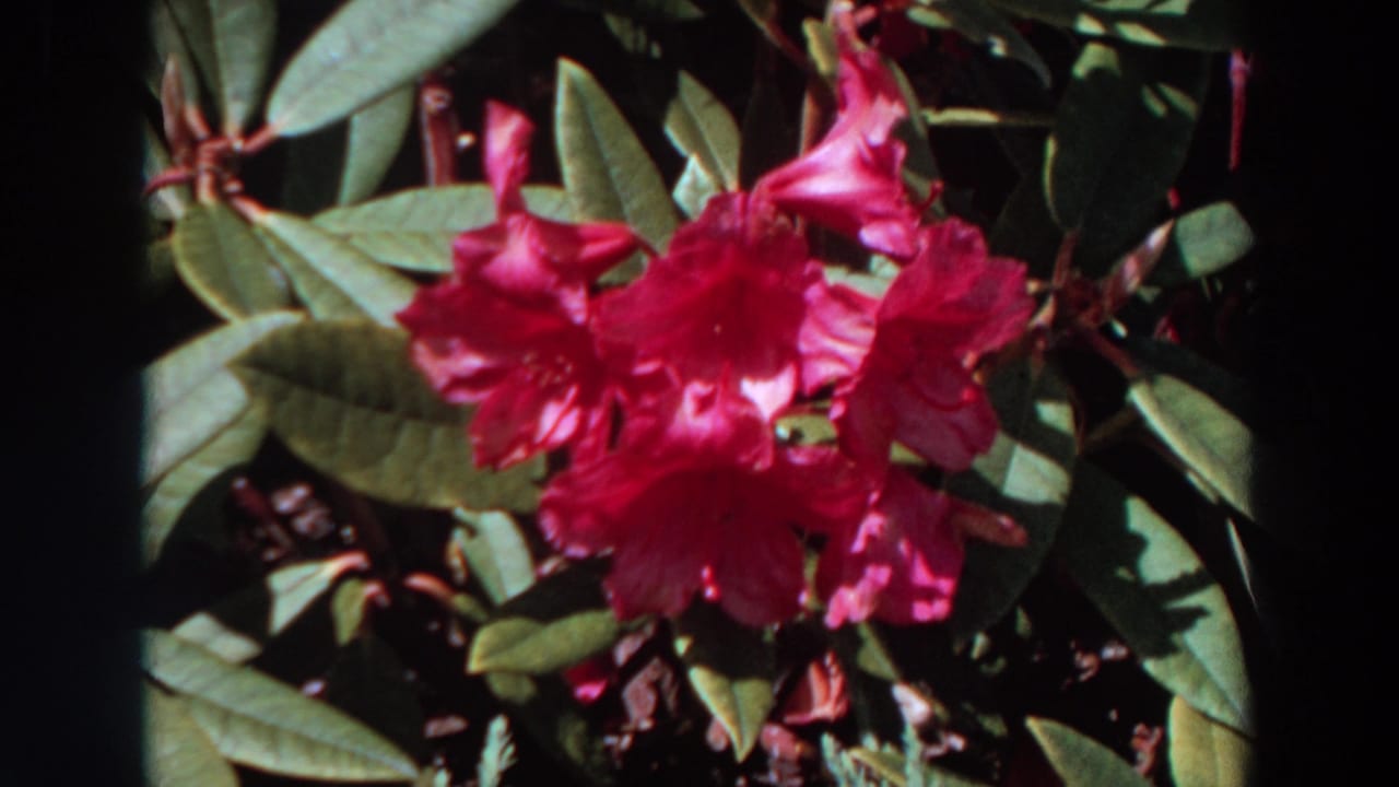 A pink flowering shrub, likely rhododendron, appears in partial shade in the 1964 Washington garden footage.